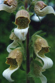 Digitalis lanata